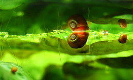 Aqua / В обыкновенном аквариуме.