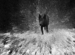 Черный пес среди белой зимы... / ...