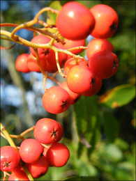 Рябина / Ветка рябины со спелыми ягодами осенью.