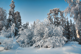 Замороженный лес / Холодный день