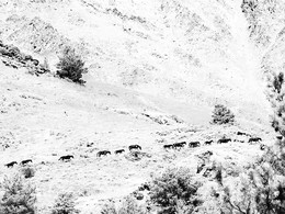 Мы бедные овечки, никто нас не пасет... / ***