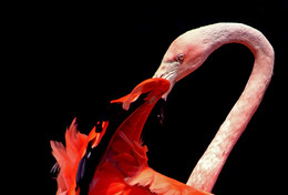 Кармен / Страсть