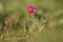 Степной тюльпан / степь цветение тюльпанов