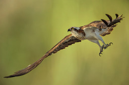 Скопа на охоте / Osprey (Скопа) - хищная птица, распространённая в обоих полушариях, единственный представитель семейства скопиных.