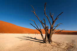 Хроники Марса / Dead Vlei. Высохшее озеро и окаменевшие деревья в нем, в пустыне Намиб