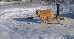 Жизнь она бывает собачьей! / Наглядно как хозяева заботятся о своём домашнем животном зимой!