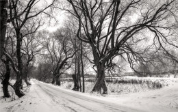Аллея / ДОРОГА В УСАДЬБУ ОШТОРПОВ В ДЕРЕВНЕ ДУКОРА