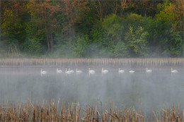 Пернатая эскадра / На лесном озере лиса наблюдает за стаей лебедей в надежде легкой добычи
