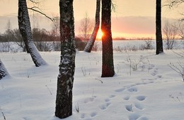 Утреннее январское солнце / Поздно зимой всходит солнце, но в березовой роще белый снег подсвечивается его лучами.