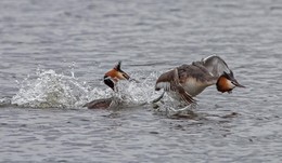 разборки / чомги