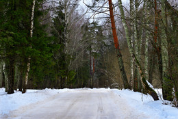 Лесная дорога / Зимний лес