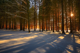 &nbsp; / / Вечер в зимнем лесу... / Подмосковье.