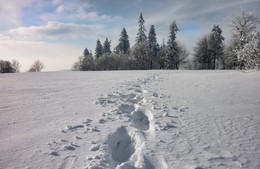 Замела поземка следов вчерашних глубину / На склоне после небольшой ночной метели