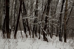Зачарованные зимой / Зима в парке