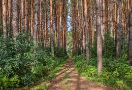 Сосенки / сосновый лес