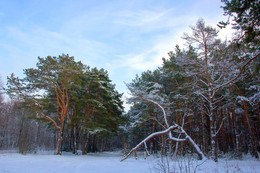 Опушка леса / Немного снега
