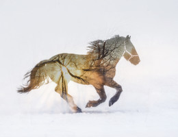 В каждой лошади живет солнце / Без понятия в ту ли категорию определила фоточку, но пусть живет здесь.