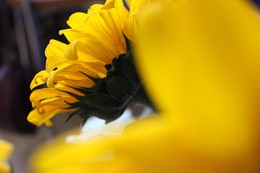 Подсолнухи / Самый солнечный цветок на свете