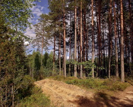 Сосновый лес / сосны лес песок