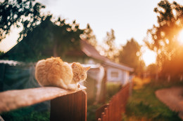 Солнечный кот / Летнее утро в Пено, Тверская область