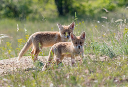 Наблюдение за наблюдающим / ***