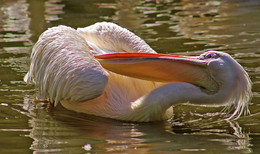 Ох и нелегко... / Ох и нелегко марафет наводить