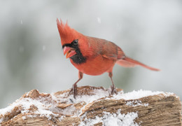 Northern cardinal (male) / В среднем, северные кардиналы живут в течение 3 лет в дикой природе
 Рекорд продолжительности жизни для пойманной северного кардинала составляет 28 с половиной года!