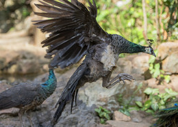 Полет ПАВЛИНА ! / Китай джунгли