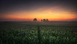 Тропинка к рассвету / ранним утром в поле