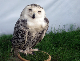 Улыбка / В парке