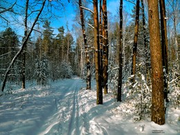 лыжная прогулка по зимнему лесу / ясное и морозное январское утро