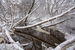 Зимний пейзаж / Морозный зимний день,награмождение поваленных деревьев работа бобров.