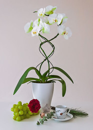 Орхидея / Орхидея