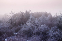 Морозная нежность / Туманное утро в Крыму