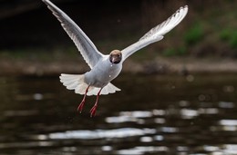 &nbsp; / озерная чайка