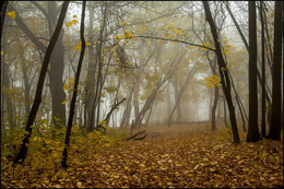 В осеннем лесу / Осень