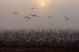 Утро туманное... / Заповедник Хула,Израиль