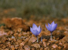 Жажда жизни / ***