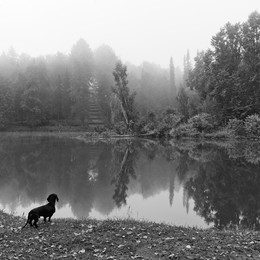 Собака Чед у пруда в Середниково осенью 2015 / Собака Чед у пруда в Середниково осенью 2015