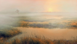 Золотой рассвет... / над лугом