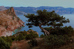 Можжевельник / ***