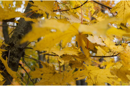 Нервные жёлтые листья / Нервные жёлтые листья