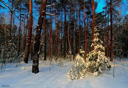 зимний лес / подходил к своему завершению еще один морозный и солнечный зимний день. Прогулка на лыжах по заснеженному лесу