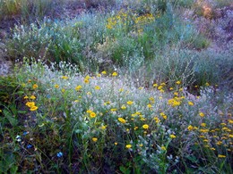 Pretty Dune Flowers / Черноморское побережье Болгарии, дюны