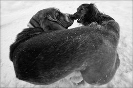 Две собаки резвятся в Середниково зимой / Две собаки резвятся в Середниково зимой
