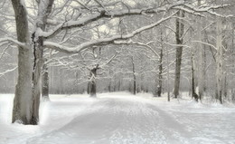 Зимний лес / Ботанический сад .