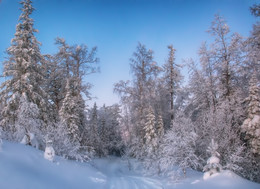 Утренний лес / Зимнее утро