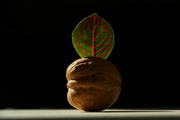 Новое дерево. / Новое дерево - из серии "Leaf".