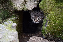Страх и любопытство / Бездомный котенок