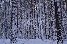 заметает зима, заметает... / зимний лес стоит заснеженный .